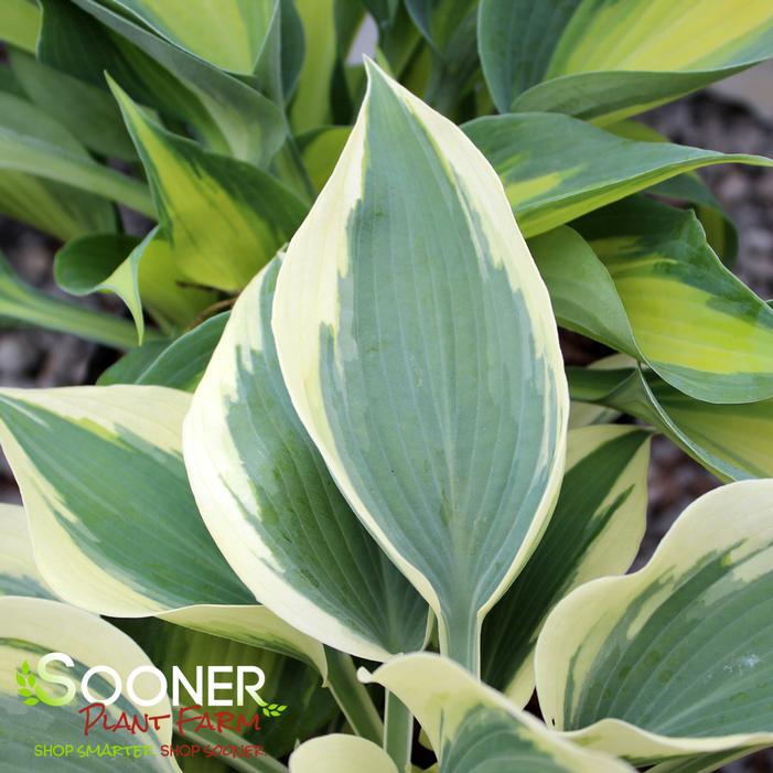 BLUE IVORY HOSTA