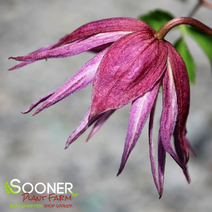 SPARKY® PURPLE CLEMATIS