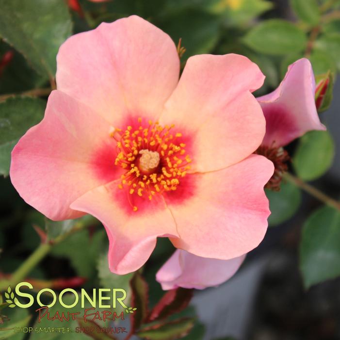 Rosa x 'CHEWEyesUp'