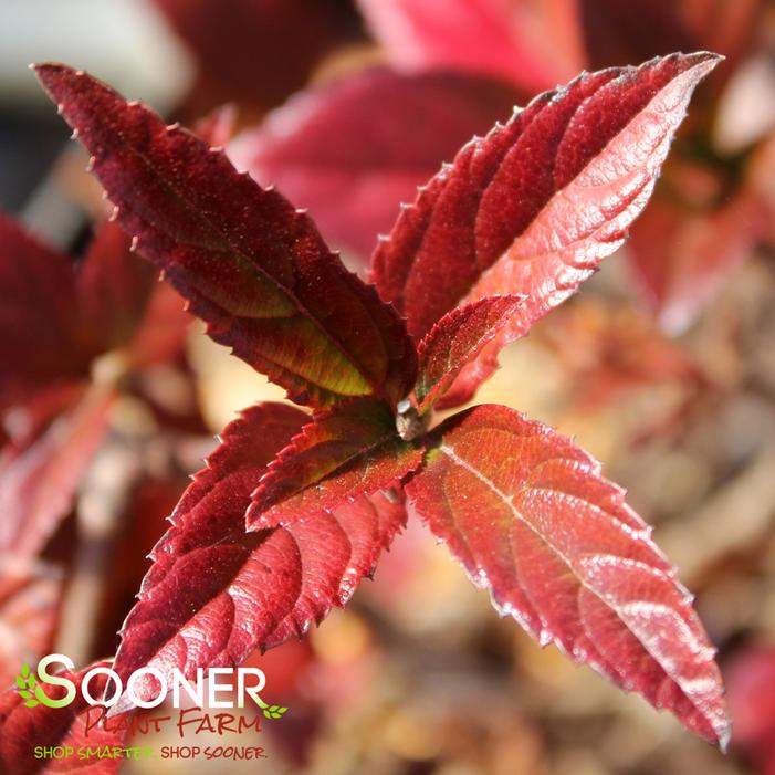 SWEET TALKER® VIBURNUM