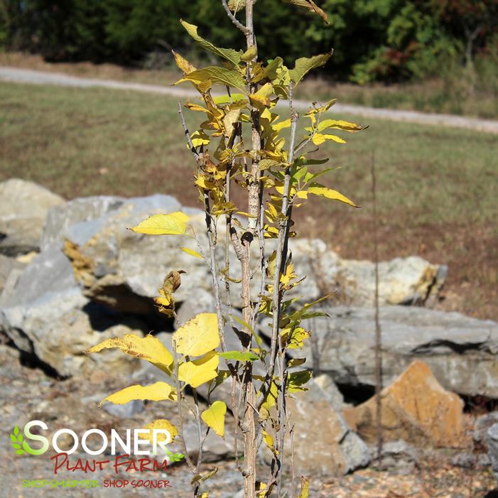 PRAIRIE SENTINEL® HACKBERRY