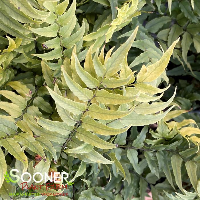 JAPANESE HOLLY FERN