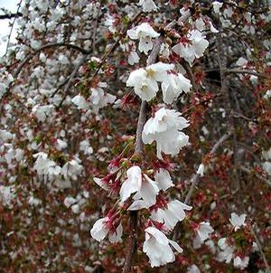 snow fountain weeping cherry trees