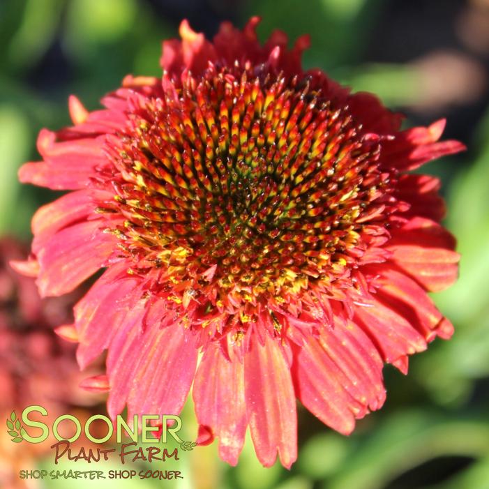 Image property of Sooner Plant Farm, Inc.