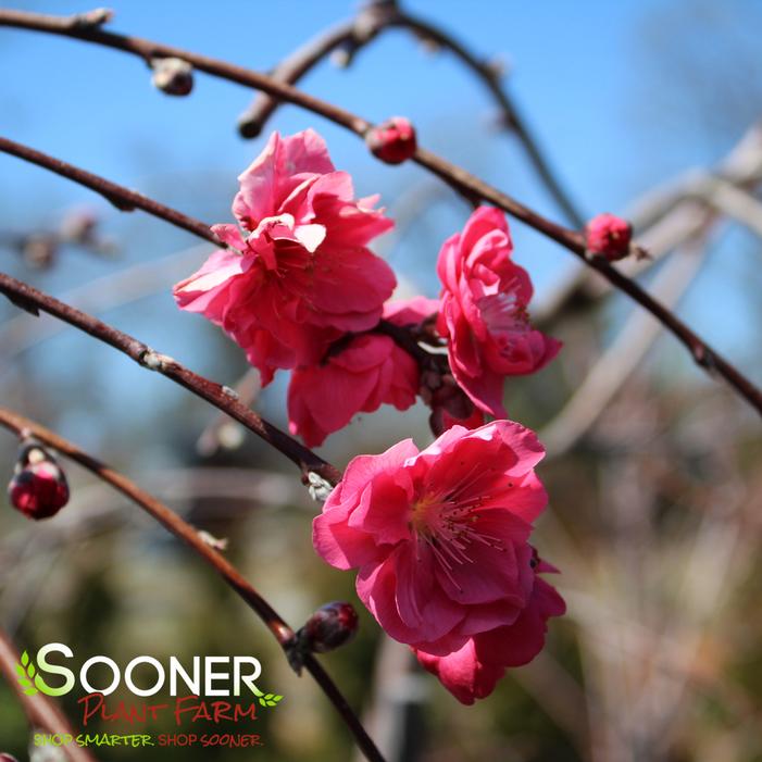 PINK CASCADE WEEPING ORNAMENTAL PEACH