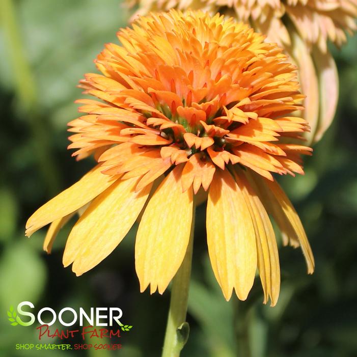 ORANGE FASCINATOR CONEFLOWER