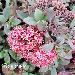 SUNSPARKLER® PLUM DAZZLED SEDUM