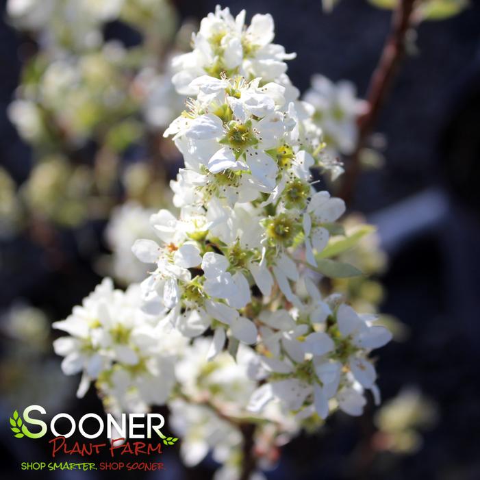 REGENT SERVICEBERRY