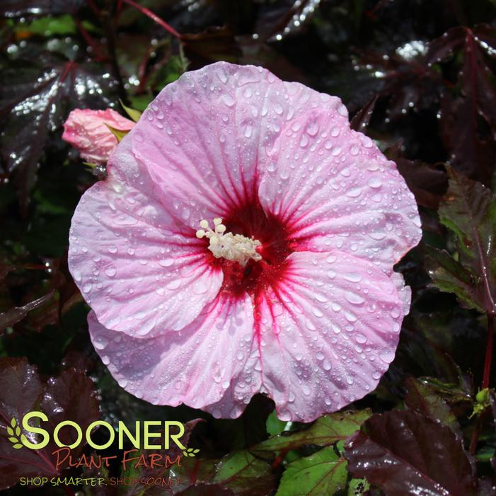 Image property of Sooner Plant Farm, Inc.