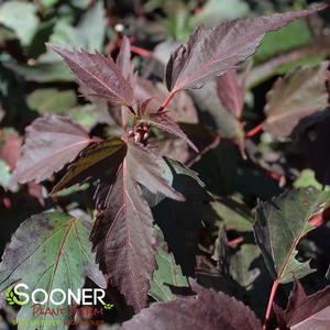 CAROUSEL® PINK PASSION HARDY HIBISCUS