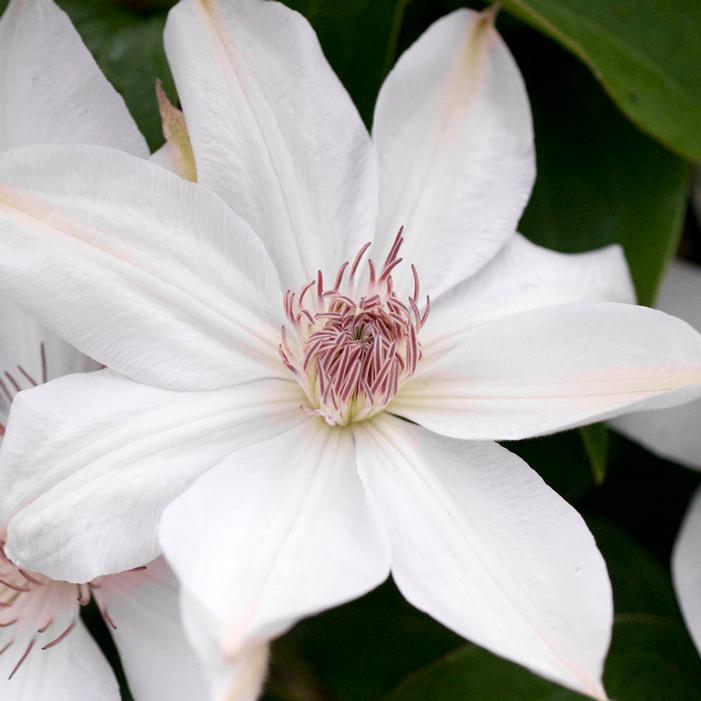 HENRYI CLEMATIS