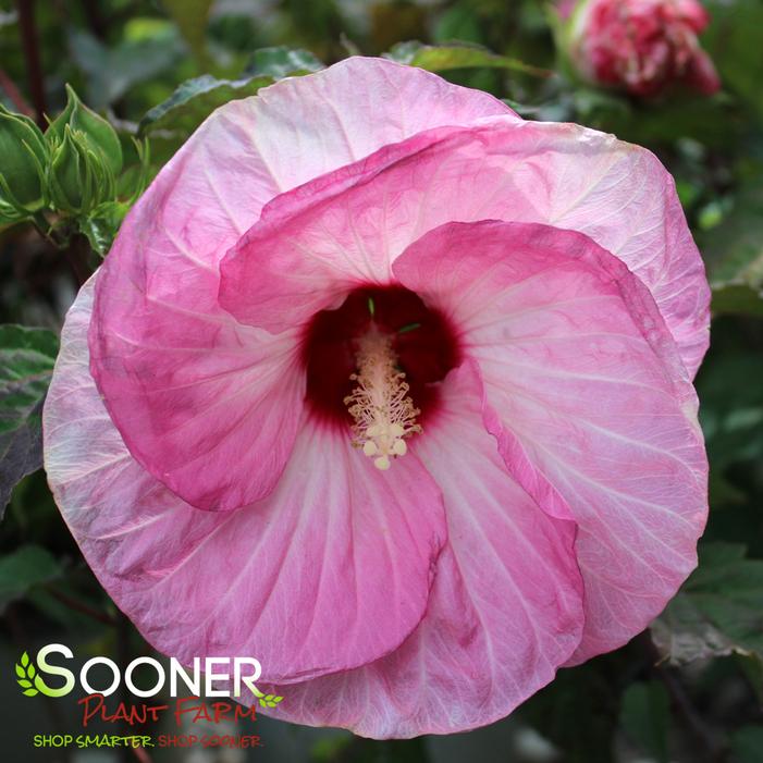 SUMMERIFIC® SPINDERELLA HARDY HIBISCUS