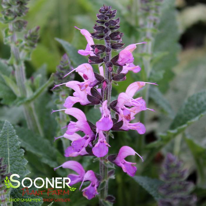 COLOR SPIRES® BACK TO THE FUCHSIA MEADOW SAGE