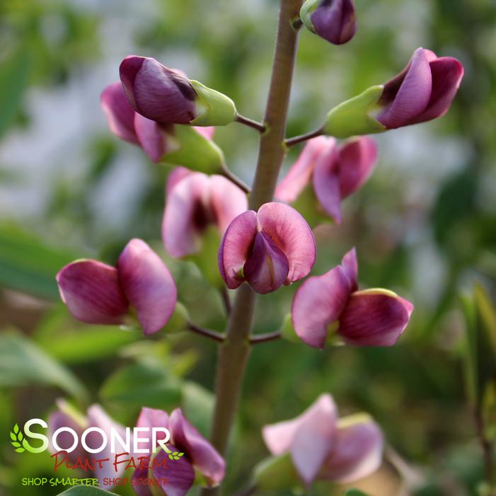 PLUM ROSY FALSE INDIGO