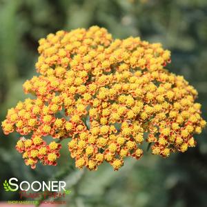 SASSY SUMMER SUNSET YARROW