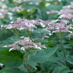 INVINCIBELLE® LACE HYDRANGEA