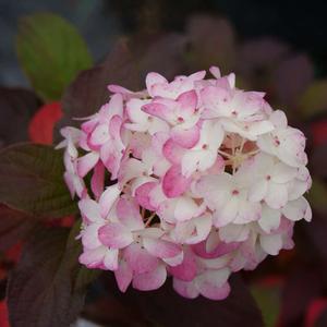 FIRE LIGHT TIDBIT® HYDRANGEA