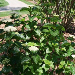 GLITTERS AND GLOWS® ARROWWOOD VIBURNUM