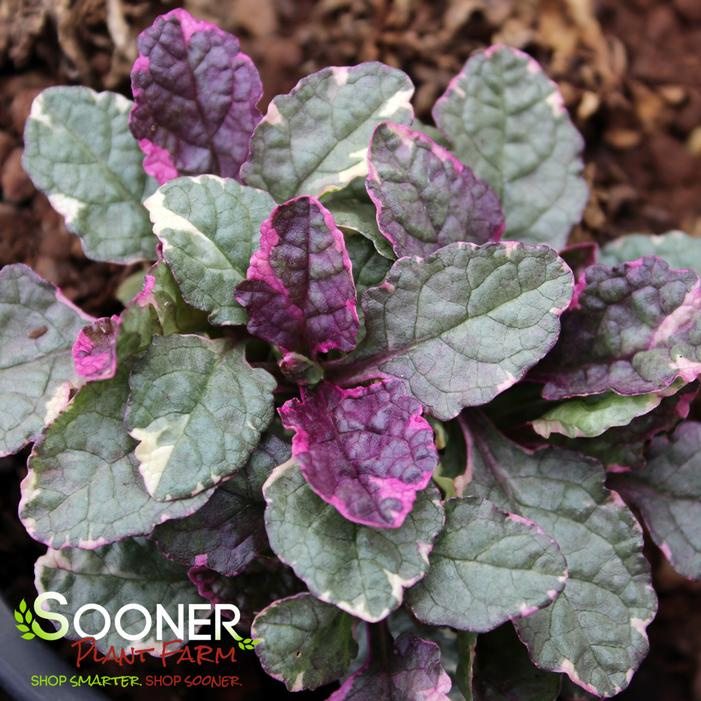 BURGUNDY GLOW AJUGA