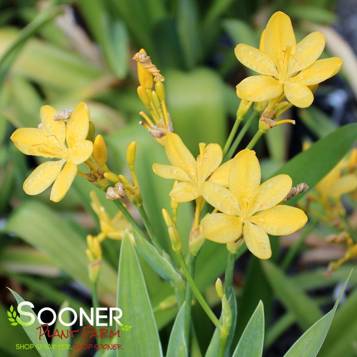 HELLO YELLOW BLACKBERRY LILY