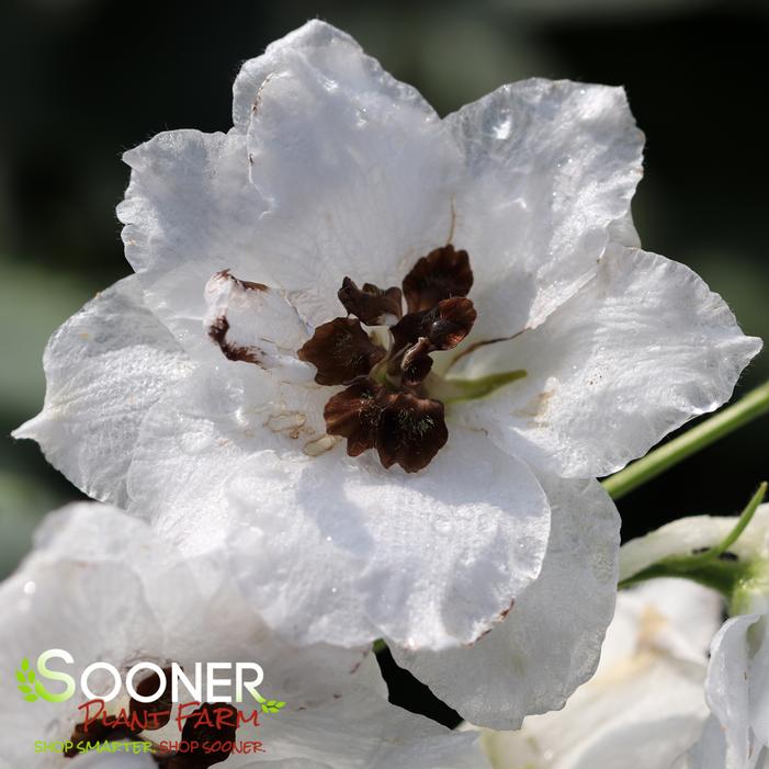 NEW MILLENNIUM™ BLACK-EYED ANGELS DELPHINIUM
