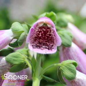 SUGAR PLUM FOXGLOVE