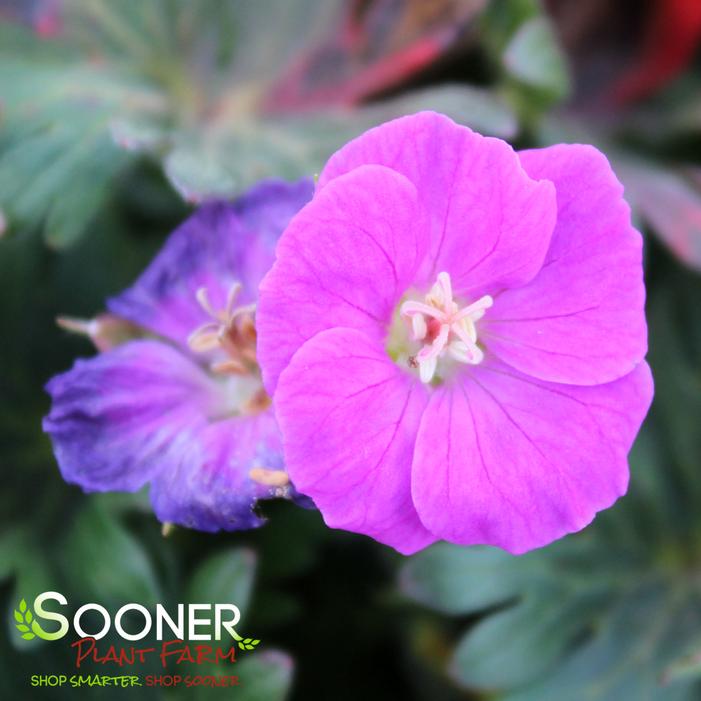 NEW HAMPSHIRE PURPLE CRANESBILL GERANIUM