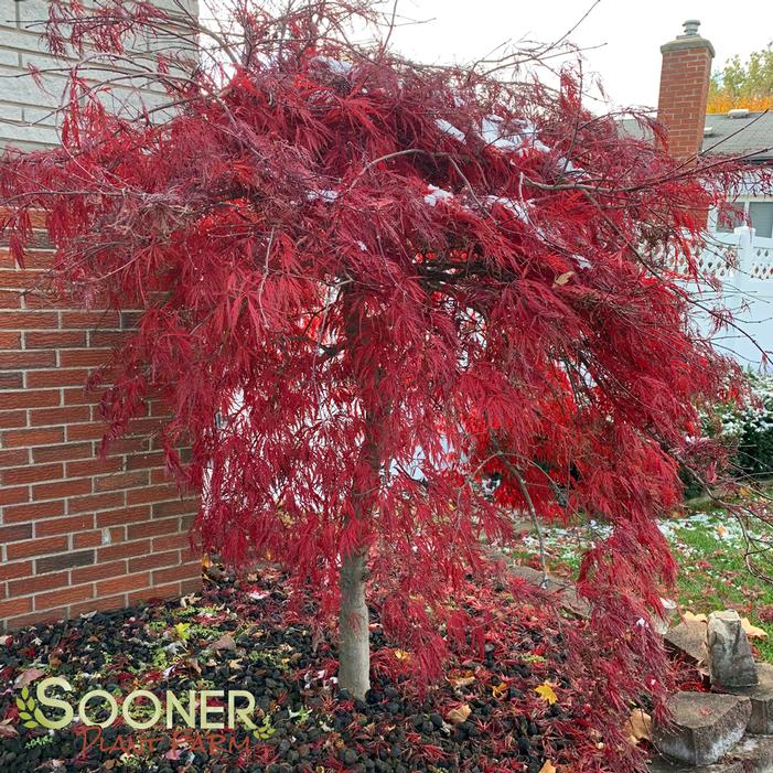 CRIMSON QUEEN WEEPING JAPANESE MAPLE