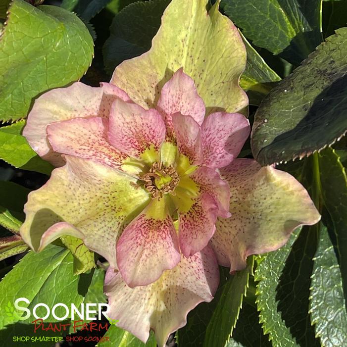 WEDDING PARTY® WEDDING CRASHER LENTEN ROSE