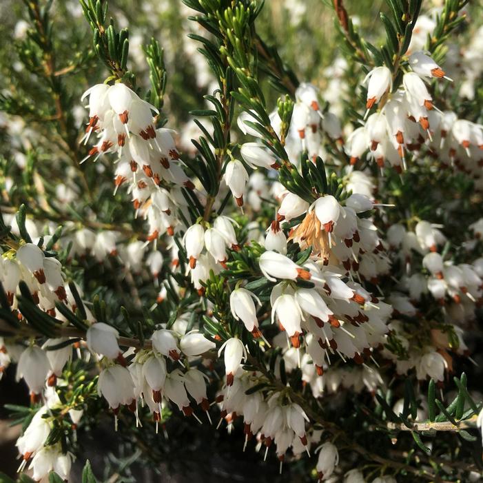 MEDITERRANEAN WHITE WINTER HEATH