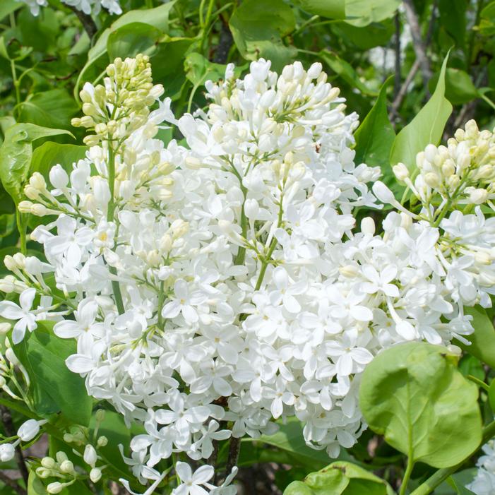 NEW AGE™ WHITE LILAC