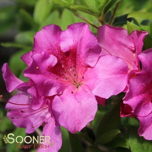 AUTUMN ROYALTY® ENCORE® AZALEA