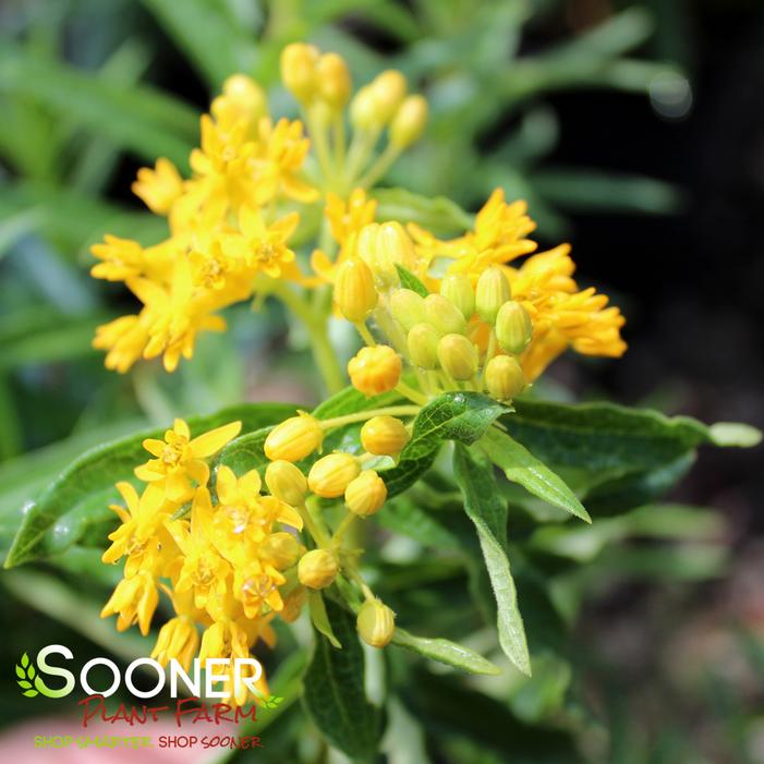 GAY BUTTERFLIES BUTTERFLY MILKWEED