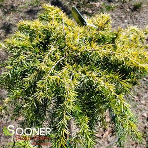 FEELIN' SUNNY® DEODAR CEDAR