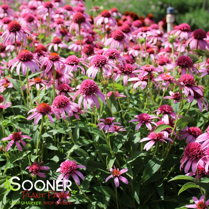PINK DOUBLE DELIGHT CONEFLOWER