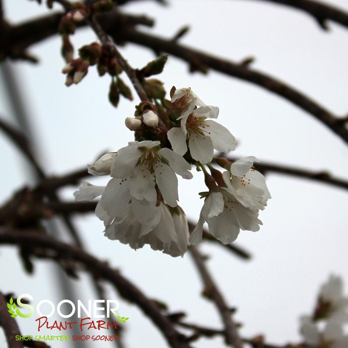 SNOW FOUNTAIN WEEPING FLOWERING CHERRY (SERPENTINE)