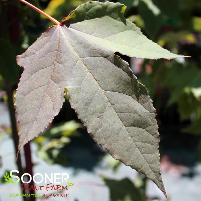 BURGUNDY FLUSH SWEETGUM