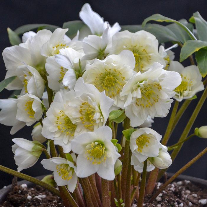 SNOWBELLS LENTEN ROSE