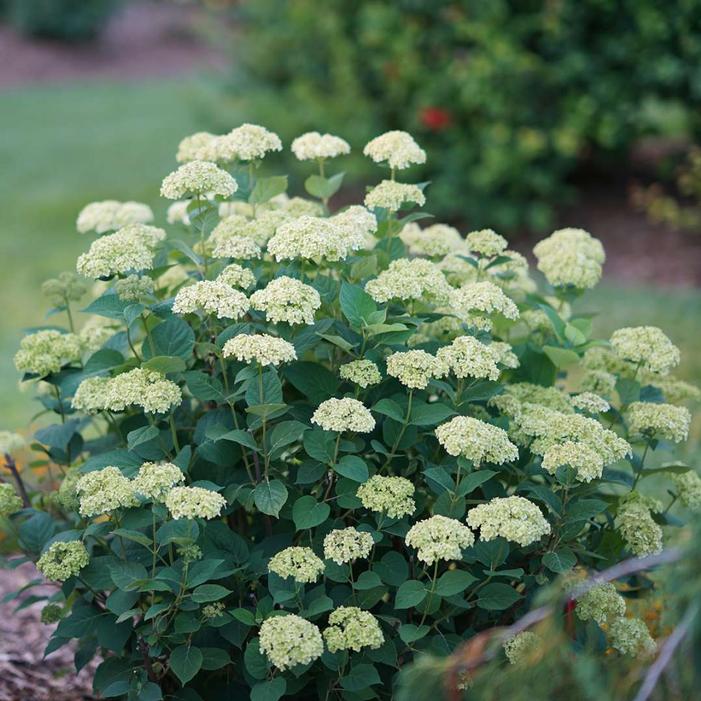 INVINCIBELLE® SUBLIME HYDRANGEA