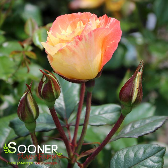 CHIHULY® FLORIBUNDA ROSE