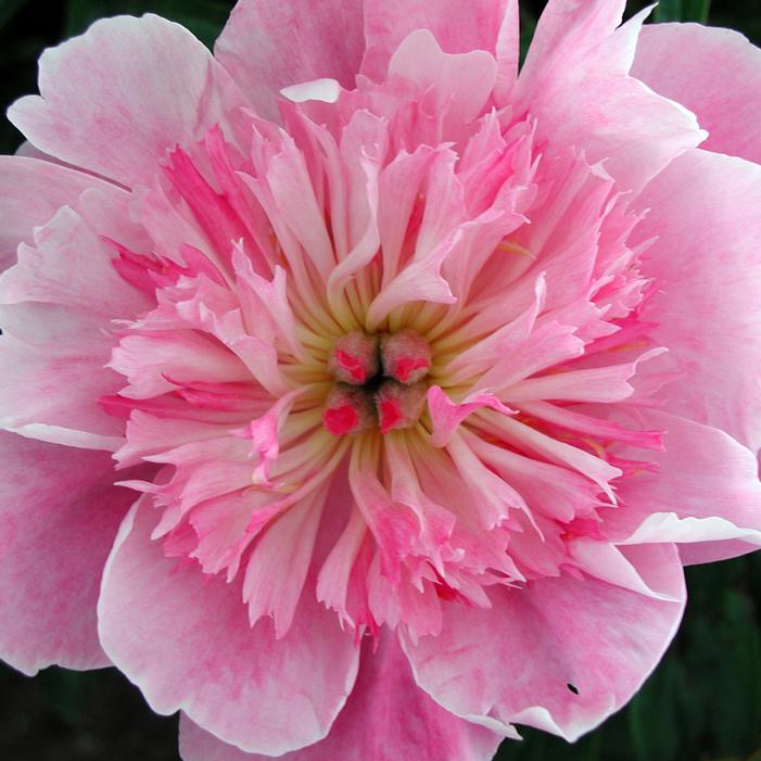 PRAIRIE AFIRE GARDEN PEONY