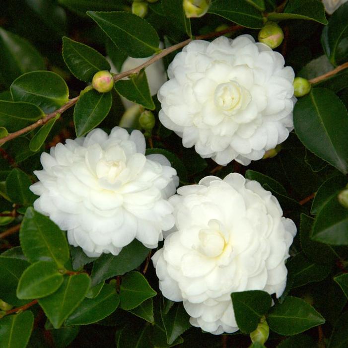 OCTOBER MAGIC® WHITE SHISHI™ CAMELLIA