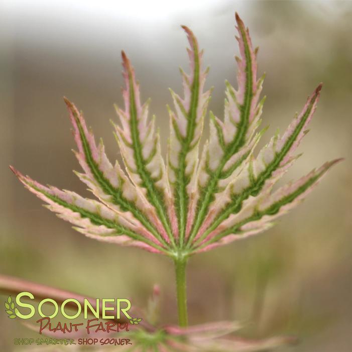 HIGASA YAMA JAPANESE MAPLE