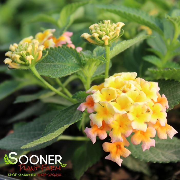 LUCKY™ PEACH LANTANA