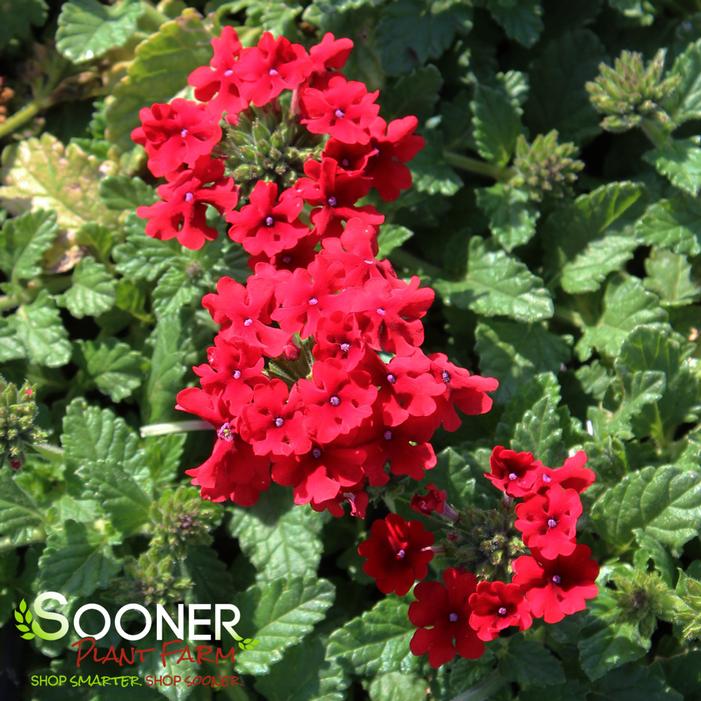 ENDURASCAPE™ RED VERBENA