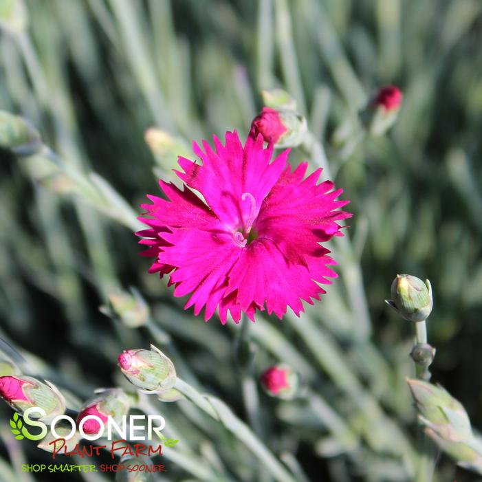 NEON STAR DIANTHUS