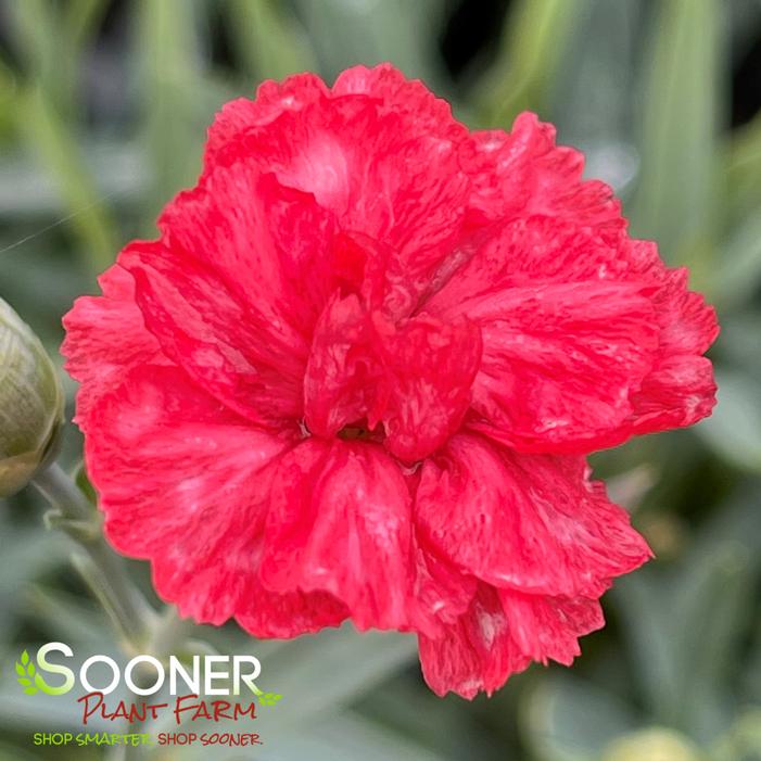 WHETMAN® PREMIER™ ROSEBUD DIANTHUS