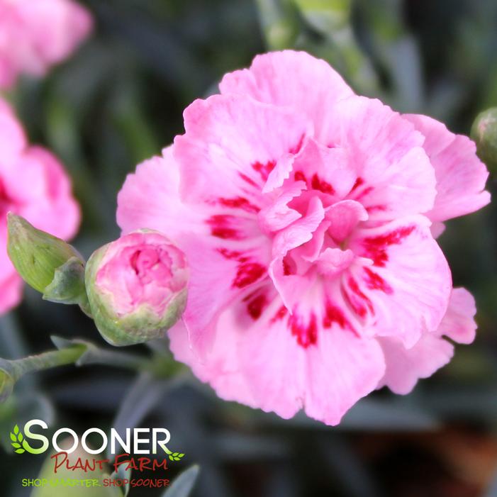 WHETMAN® PREMIER™ STARBURST DIANTHUS