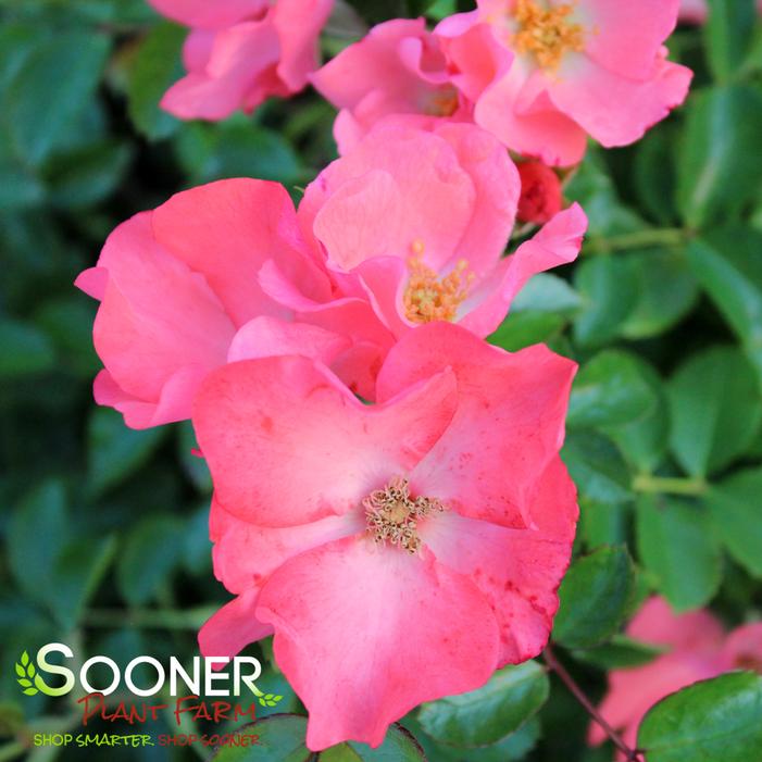 FLOWER CARPET® CORAL ROSE