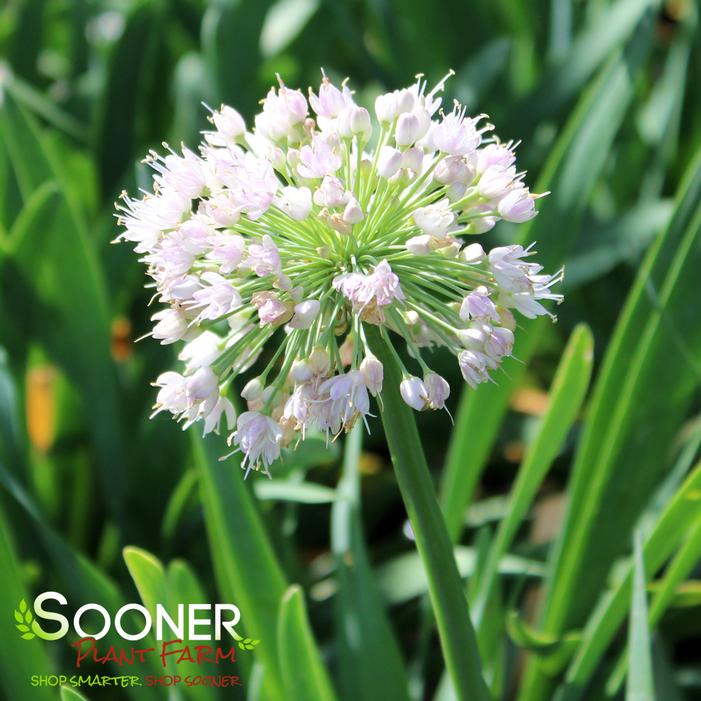 BUBBLE BATH ORNAMENTAL ONION